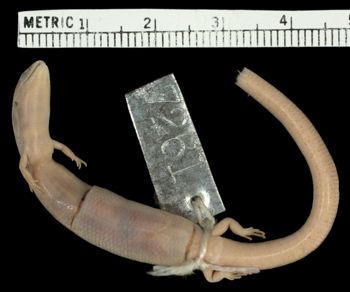 Media type: image;   Herpetology R-7261